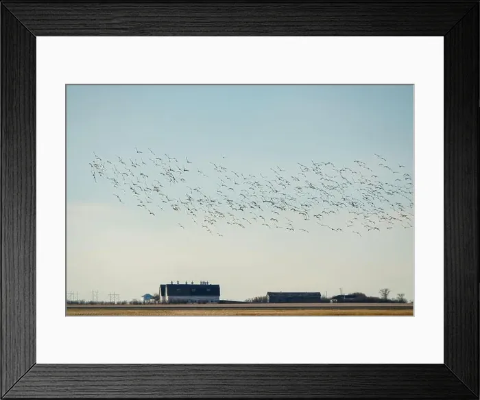 Framed Print : Large flock of snow geese flying over a farm in the prairies Framed Print : Large flock of snow geese flying over a farm in the prairies