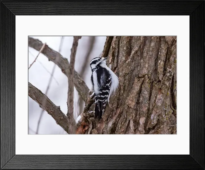 Framed Print : A woodpecker on a trunk in the nature reserve of the Parc Écomaritime de l'Anse-du-Port (Nicolet, Québec, Canada) Framed Print : A woodpecker on a trunk in the nature reserve of the Parc Écomaritime de l'Anse-du-Port (Nicolet, Québec, Canada)