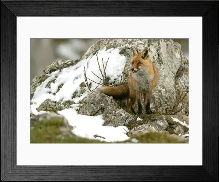 Framed Print : Red fox in a high mountain area on a very snowy day with the last light of a cold winter day Framed Print : Red fox in a high mountain area on a very snowy day with the last light of a cold winter day