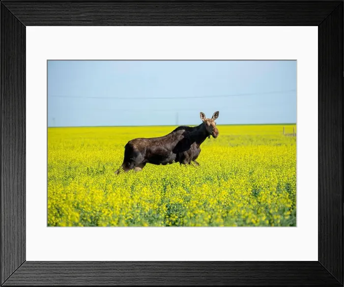 Framed Print : Moose walking through a canola field on a sunny day