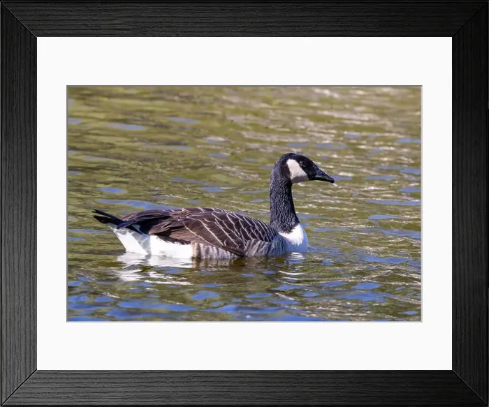 Framed Print : The Canada Goose, a migratory waterfowl, feeds on grass, grains, and aquatic plants. This photo was taken in Canada