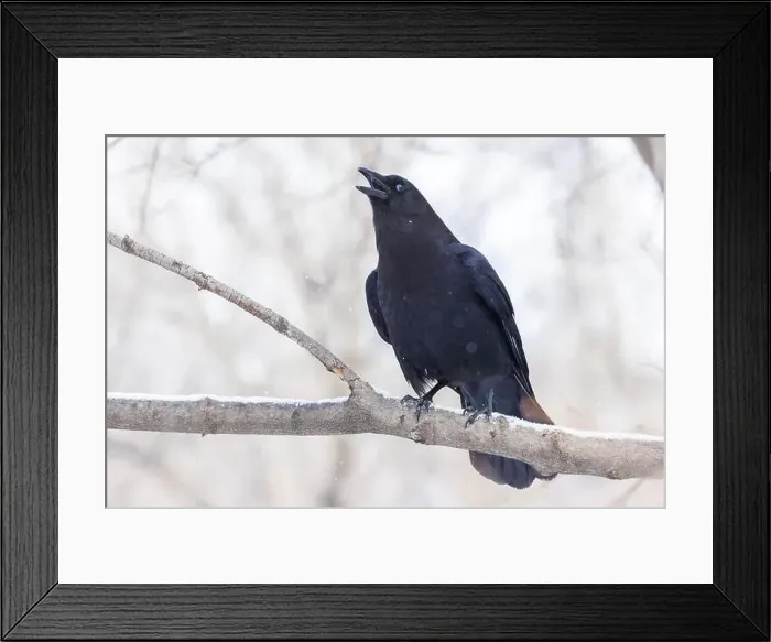 Framed Print : American crow (Corvus brachyrhynchos) in winter Framed Print : American crow (Corvus brachyrhynchos) in winter