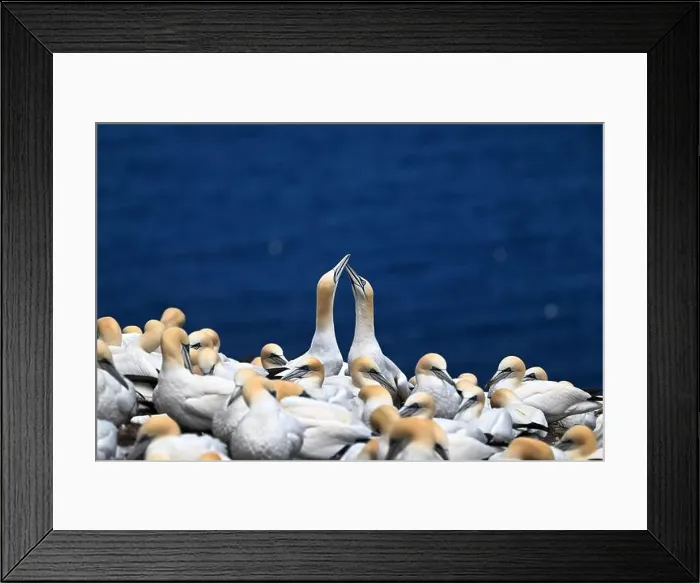 Framed Print : One of the most important colony of gannets (fous de Bassan) in the world is on the ile Bonanventure