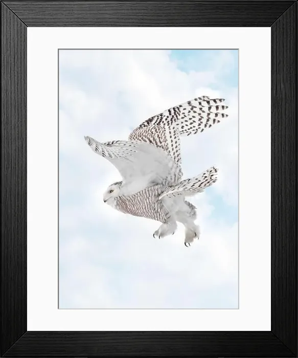Framed Print : Snowy Owl female flying on a mixed clouds and blue sky background in Quebec, Canada