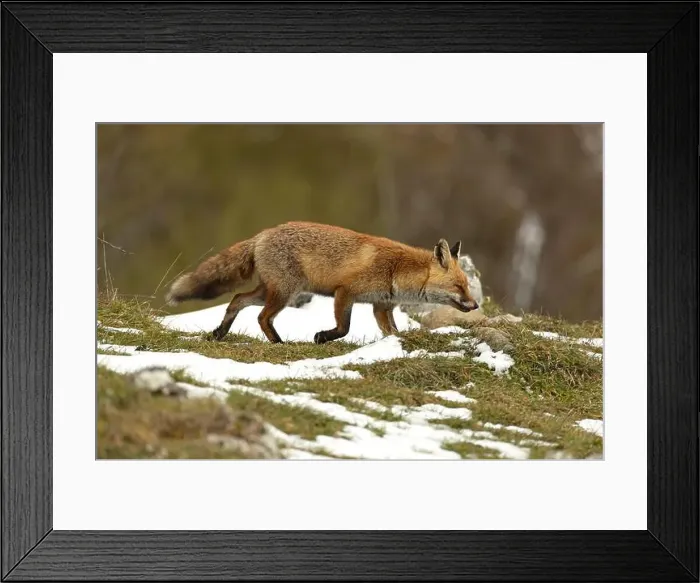 Framed Print : Red fox in a high mountain area on a very snowy day with the last light of a cold winter day Framed Print : Red fox in a high mountain area on a very snowy day with the last light of a cold winter day