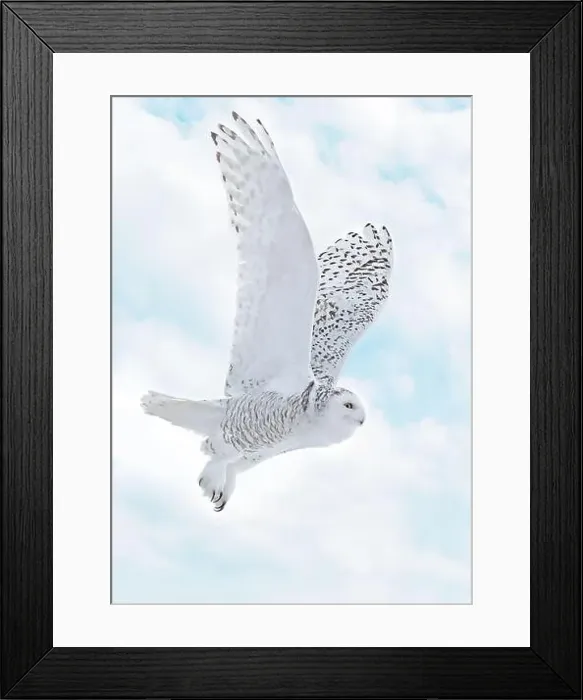 Framed Print : Snowy Owl female flying on a mixed clouds and blue sky background in Quebec, Canada Framed Print : Snowy Owl female flying on a mixed clouds and blue sky background in Quebec, Canada