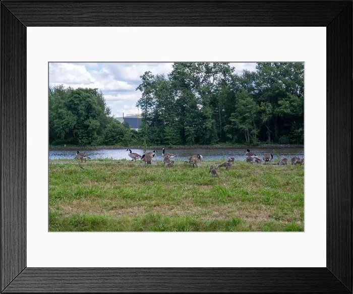 Framed Print : Many Canada geese ( Branta canadensis ) and chicks on a green meadow near the river bank Framed Print : Many Canada geese ( Branta canadensis ) and chicks on a green meadow near the river bank
