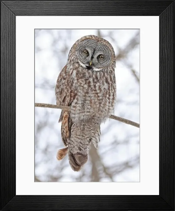 Framed Print : Great Grey Owl sitting on a tree branch in the forest, Quebec, Canada Framed Print : Great Grey Owl sitting on a tree branch in the forest, Quebec, Canada