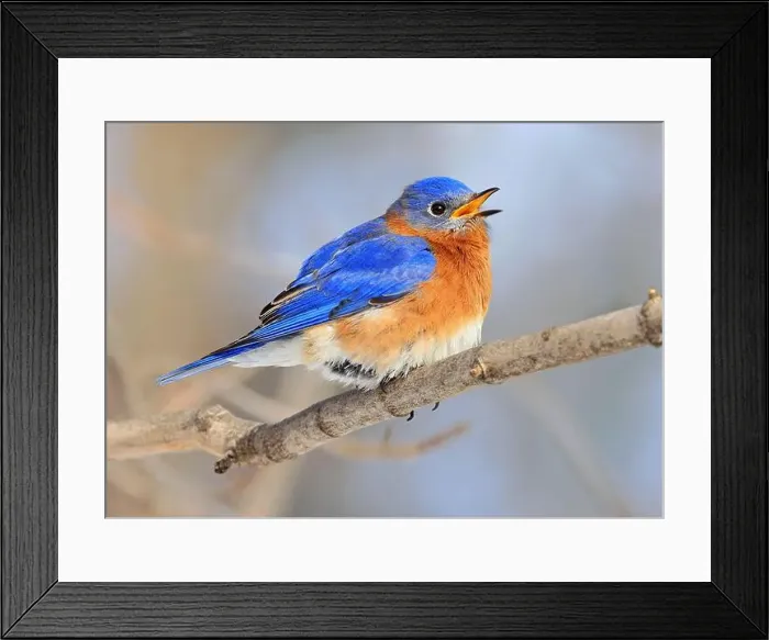Framed Print : Bluebird perched on the branch tree in the forest, Montreal, Canada Framed Print : Bluebird perched on the branch tree in the forest, Montreal, Canada