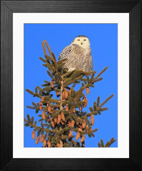 Framed Print : Snowy Owl female perched in a pine with blue sky on the background in Quebec, Canada Framed Print : Snowy Owl female perched in a pine with blue sky on the background in Quebec, Canada