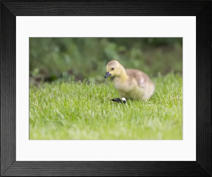 Framed Print : Canada Goose [ Branta canadensis ] Gosling on grass