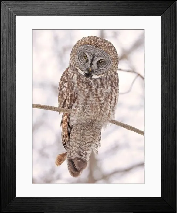 Framed Print : Great Grey Owl sitting on a tree branch in the forest, Quebec, Canada