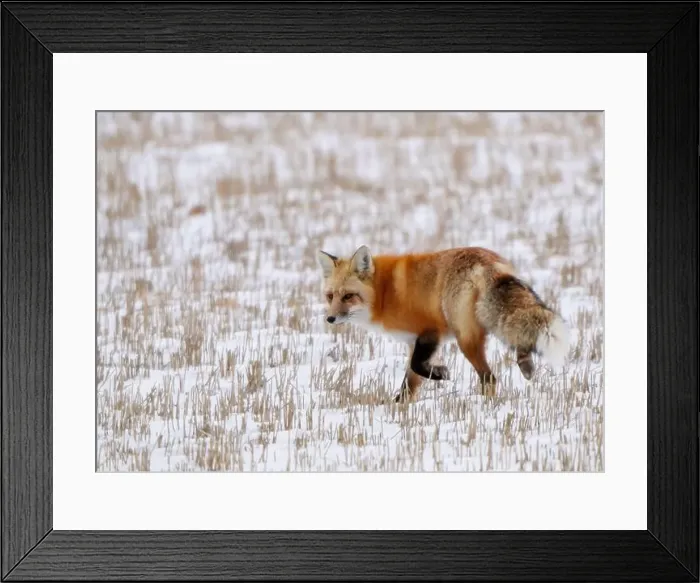 Framed Print : Wild red fox walking through a snowy field in search of food Framed Print : Wild red fox walking through a snowy field in search of food