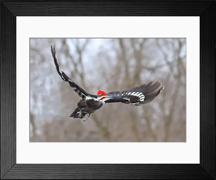 Framed Print : Pileated woodpecker flying in the forest, Montreal, Canada