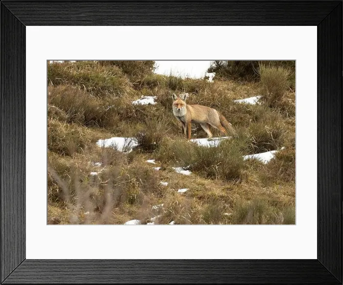 Framed Print : Red fox in a high mountain area on a very snowy day with the last light of a cold winter day Framed Print : Red fox in a high mountain area on a very snowy day with the last light of a cold winter day