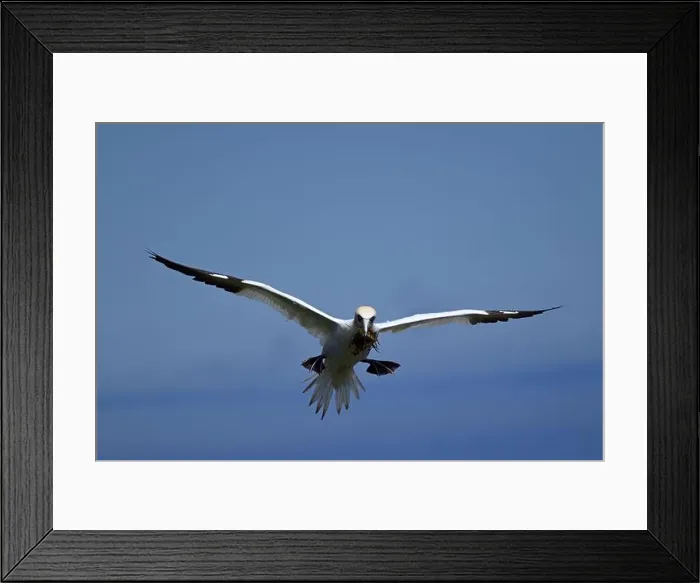 Framed Print : One of the most important colony of gannets (fous de Bassan) in the world is on the ile Bonanventure Framed Print : One of the most important colony of gannets (fous de Bassan) in the world is on the ile Bonanventure