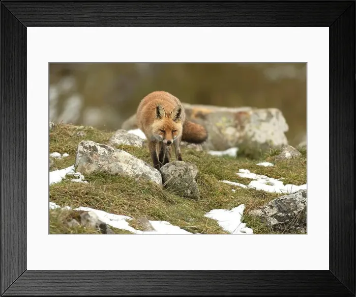 Framed Print : Red fox in a high mountain area on a very snowy day with the last light of a cold winter day Framed Print : Red fox in a high mountain area on a very snowy day with the last light of a cold winter day