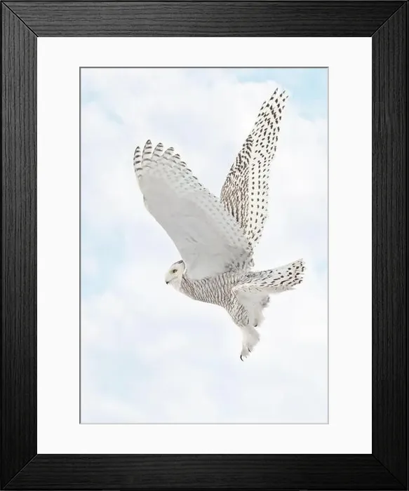 Framed Print : Snowy Owl female flying on a mixed clouds and blue sky background in Quebec, Canada Framed Print : Snowy Owl female flying on a mixed clouds and blue sky background in Quebec, Canada