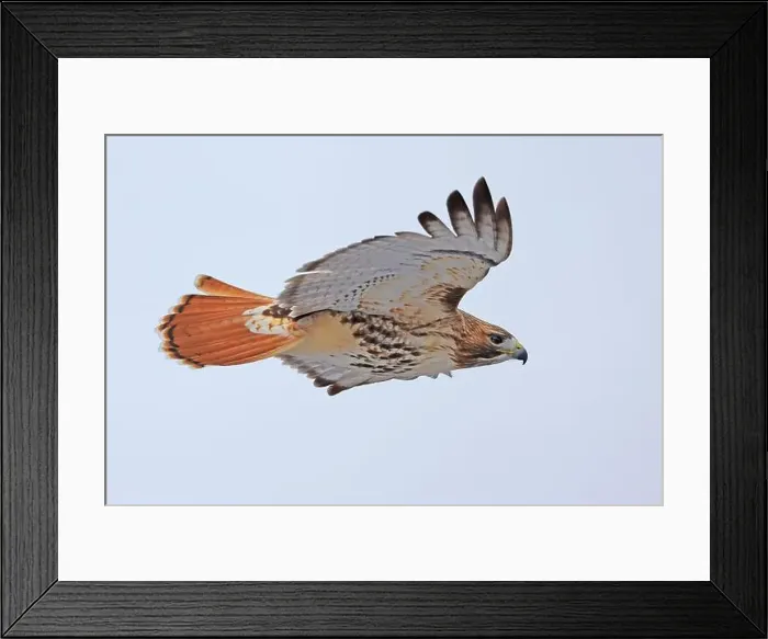 Framed Print : Red-tailed Hawk flying isolated on a grey background, Quebec, Canada Framed Print : Red-tailed Hawk flying isolated on a grey background, Quebec, Canada