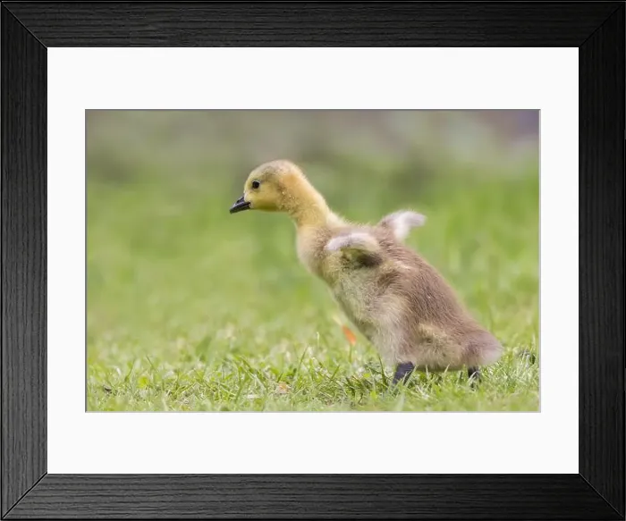 Framed Print : Canada Goose [ Branta canadensis ] gosling running on grass