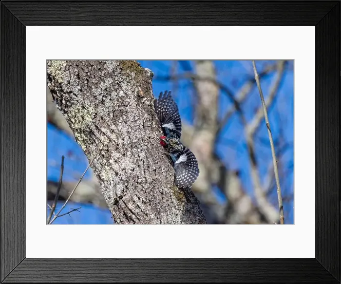 Framed Print : The yellow-bellied sapsucker (Sphyrapicus varius) during birds courtship Framed Print : The yellow-bellied sapsucker (Sphyrapicus varius) during birds courtship