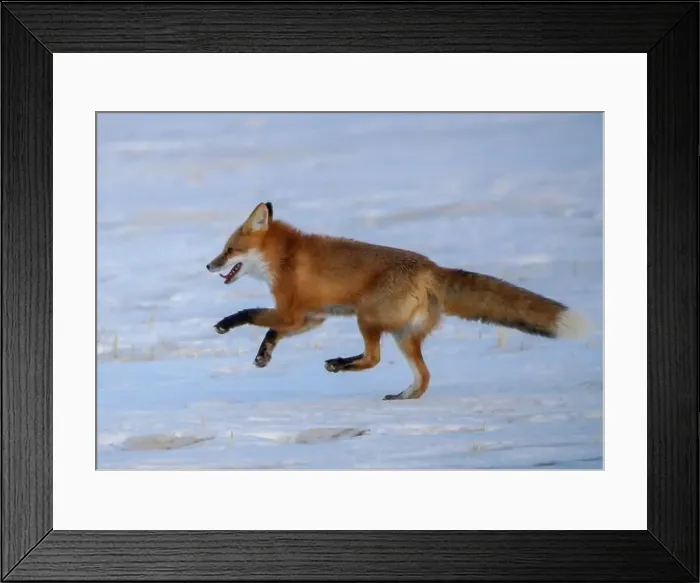 Framed Print : Wild red fox running fast in a snowy field during winter Framed Print : Wild red fox running fast in a snowy field during winter