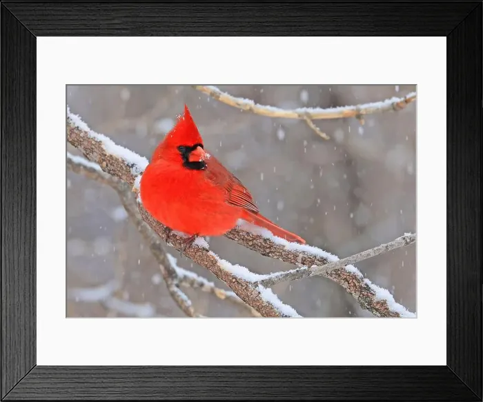 Framed Print : Northern Cardinal male sitting on a snowy tree branch in winter, Quebec, Canada Framed Print : Northern Cardinal male sitting on a snowy tree branch in winter, Quebec, Canada