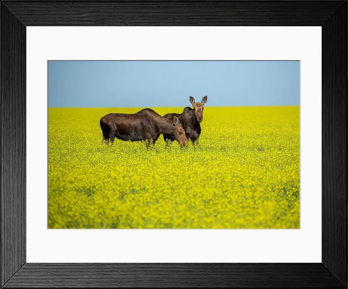 Framed Print : Two moose are grazing in a vibrant yellow canola field under a clear blue sky Framed Print : Two moose are grazing in a vibrant yellow canola field under a clear blue sky
