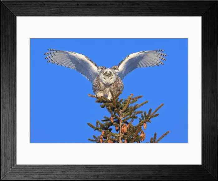 Framed Print : Snowy Owl female perched in a pine with blue sky on the background in Quebec, Canada Framed Print : Snowy Owl female perched in a pine with blue sky on the background in Quebec, Canada