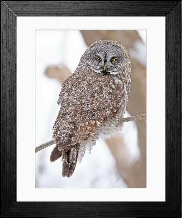 Framed Print : Great Grey Owl sitting on a tree branch in the forest, Quebec, Canada Framed Print : Great Grey Owl sitting on a tree branch in the forest, Quebec, Canada