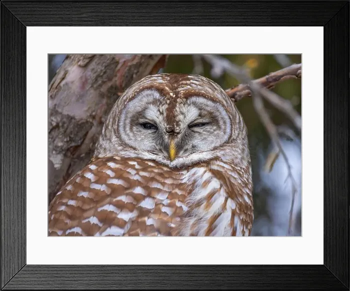 Framed Print : A Barred owl (Strix varia) perched in a tree in the winter forest in Canada Framed Print : A Barred owl (Strix varia) perched in a tree in the winter forest in Canada