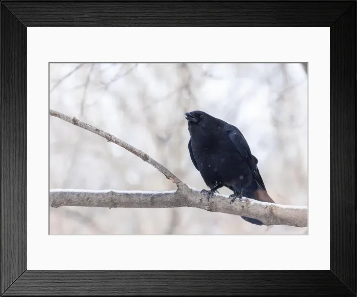 Framed Print : American crow (Corvus brachyrhynchos) in winter Framed Print : American crow (Corvus brachyrhynchos) in winter