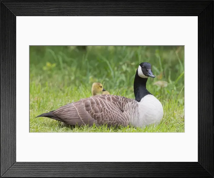 Framed Print : Canada Goose [ Branta canadensis ] resting on grass with gosling poking head out from under its wing