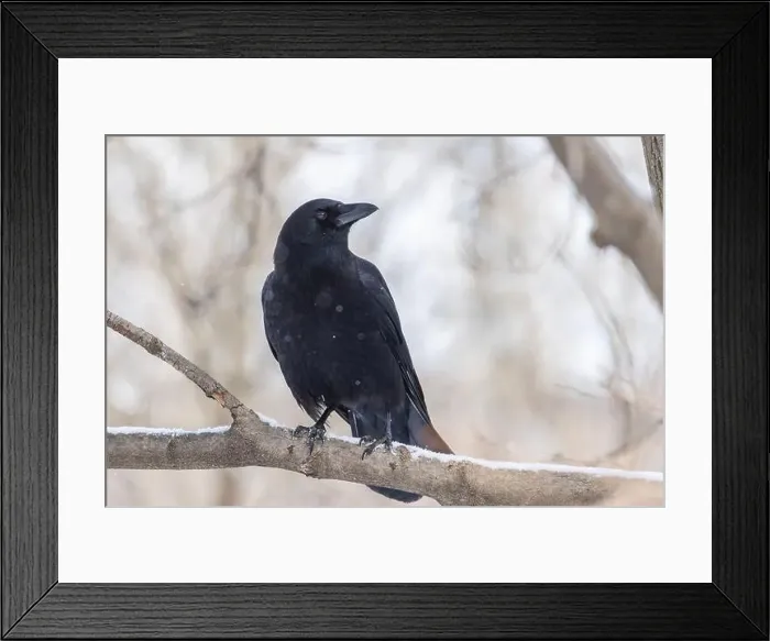Framed Print : American crow (Corvus brachyrhynchos) in winter Framed Print : American crow (Corvus brachyrhynchos) in winter