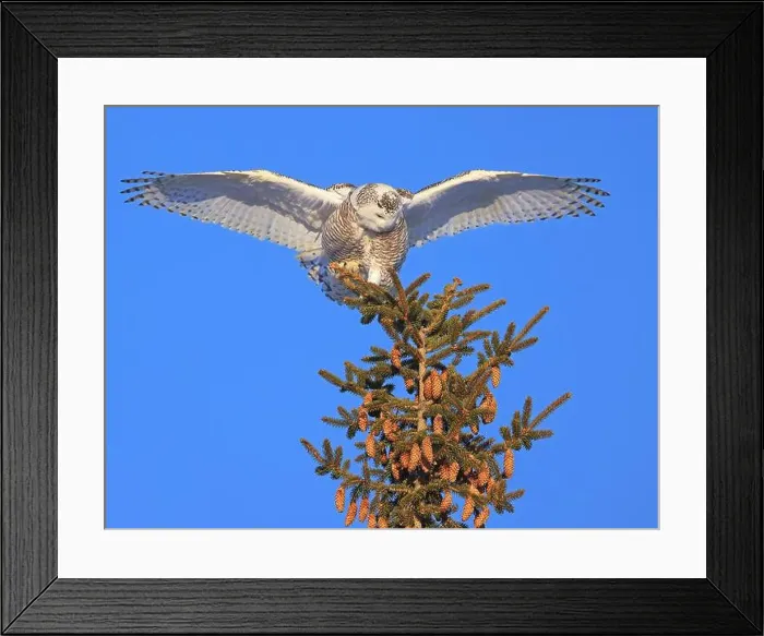 Framed Print : Snowy Owl female perched in a pine with blue sky on the background in Quebec, Canada Framed Print : Snowy Owl female perched in a pine with blue sky on the background in Quebec, Canada