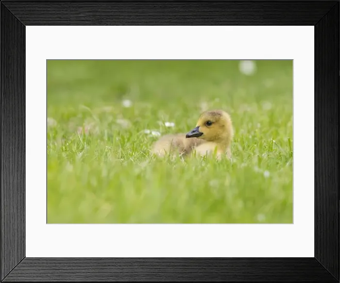 Framed Print : Canada Goose [ Branta canadensis ] gosling on grass