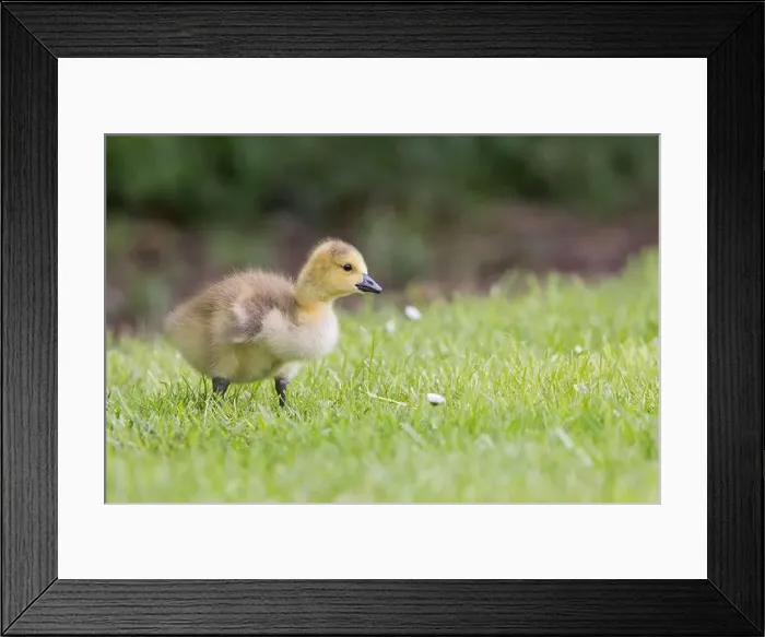 Framed Print : Canada Goose [ Branta canadensis ] Gosling on grass