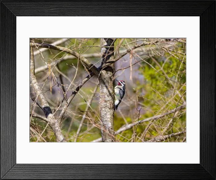 Framed Print : The yellow-bellied sapsucker (Sphyrapicus varius) Framed Print : The yellow-bellied sapsucker (Sphyrapicus varius)