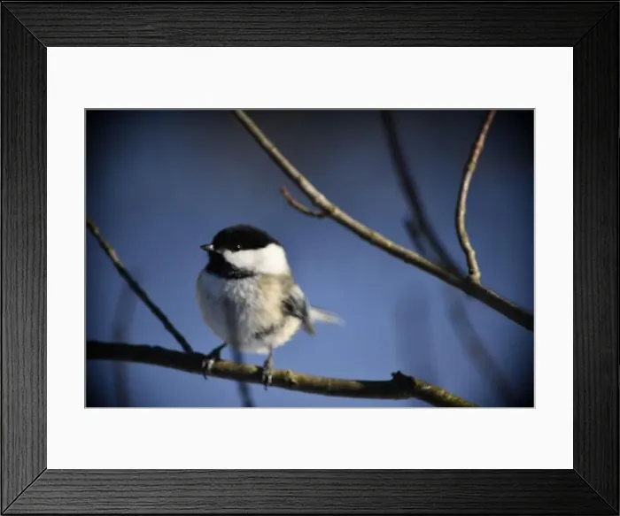 Framed Print : Rural mail delivery in winter in Northern Ontario Framed Print : Rural mail delivery in winter in Northern Ontario