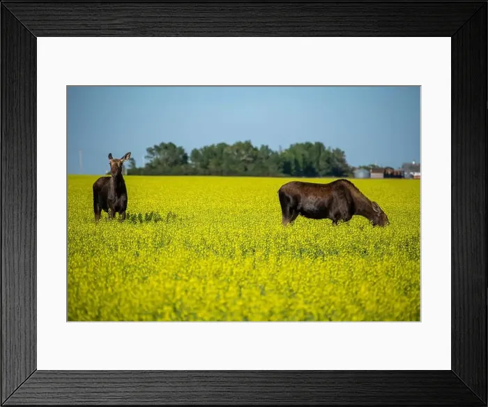 Framed Print : Two moose are grazing and standing in a canola field under a blue sky Framed Print : Two moose are grazing and standing in a canola field under a blue sky