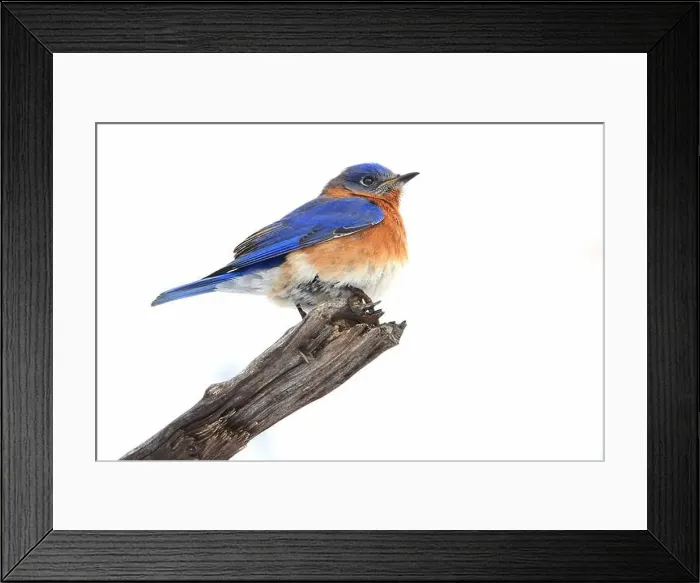 Framed Print : Bluebird perched on the branch tree in the forest, Montreal, Canada Framed Print : Bluebird perched on the branch tree in the forest, Montreal, Canada