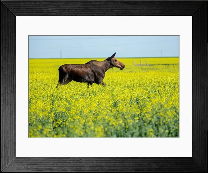 Framed Print : Moose running through yellow canola field on a bright sunny day Framed Print : Moose running through yellow canola field on a bright sunny day