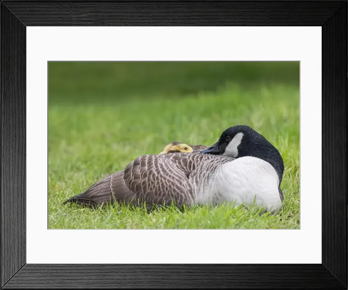 Framed Print : Canada Goose [ Branta canadensis ] resting on grass with gosling poking head out from under its wing