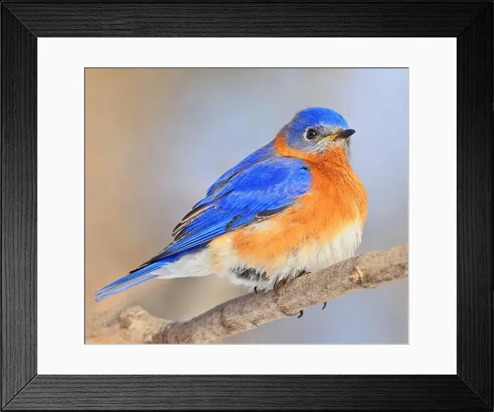 Framed Print : Bluebird perched on the branch tree in the forest, Montreal, Canada Framed Print : Bluebird perched on the branch tree in the forest, Montreal, Canada