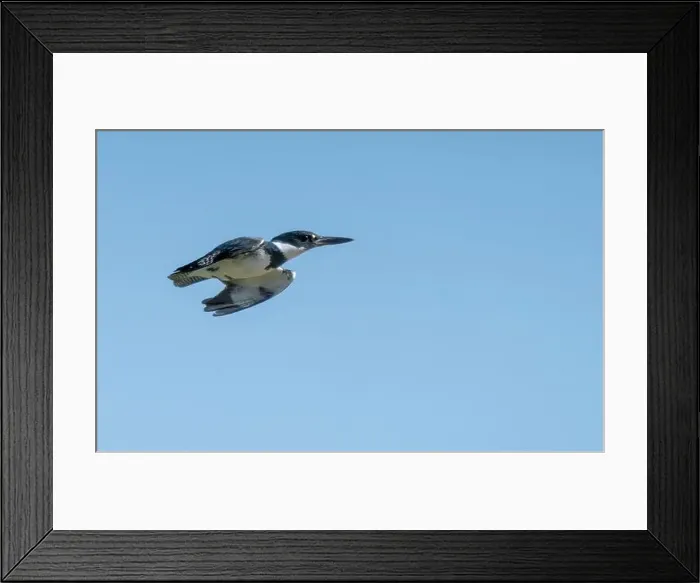 Framed Print : Belted kingfisher soaring through the clear blue sky Framed Print : Belted kingfisher soaring through the clear blue sky