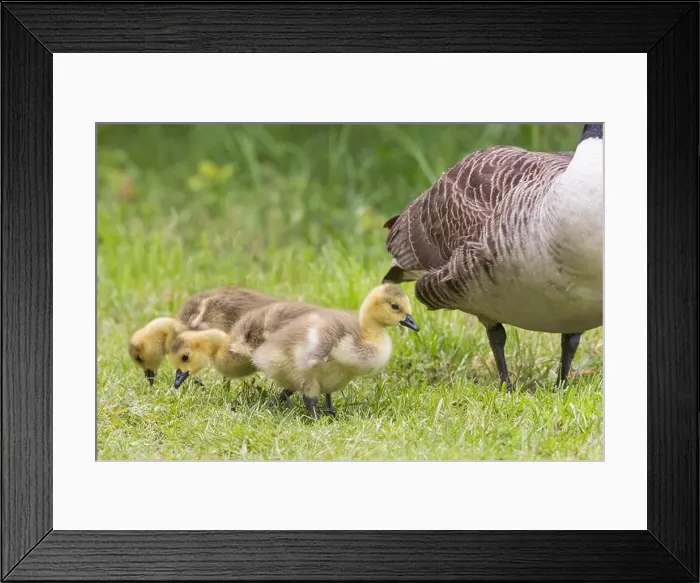 Framed Print : Canada Goose [ Branta canadensis ] on grass with 3 goslings