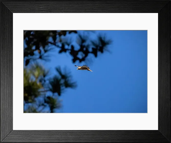 Framed Print : The red-tailed hawk (Buteo jamaicensis) in flight Framed Print : The red-tailed hawk (Buteo jamaicensis) in flight