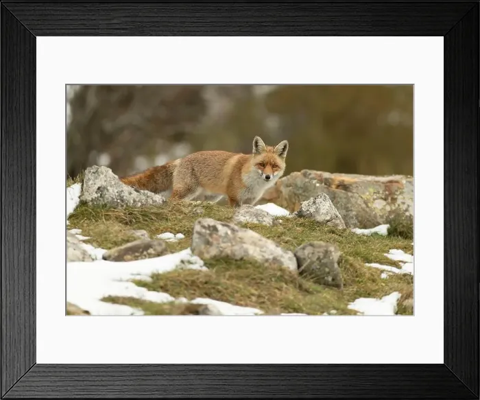 Framed Print : Red fox in a high mountain area on a very snowy day with the last light of a cold winter day Framed Print : Red fox in a high mountain area on a very snowy day with the last light of a cold winter day
