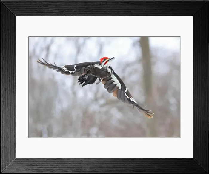 Framed Print : Pileated woodpecker flying in the forest, Montreal, Canada Framed Print : Pileated woodpecker flying in the forest, Montreal, Canada