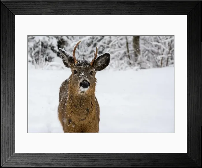 Framed Print : A closeup of a young buck in the snow Framed Print : A closeup of a young buck in the snow
